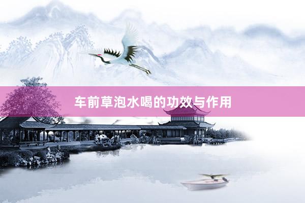 车前草泡水喝的功效与作用